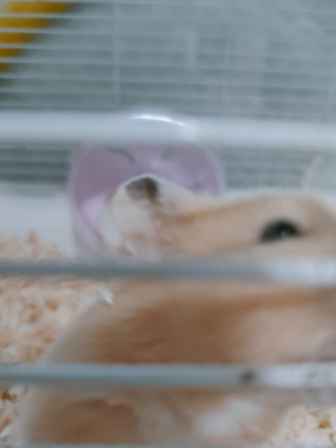 小鼠 3