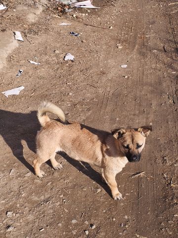 新人玩了1个多月的感受（决斗场）