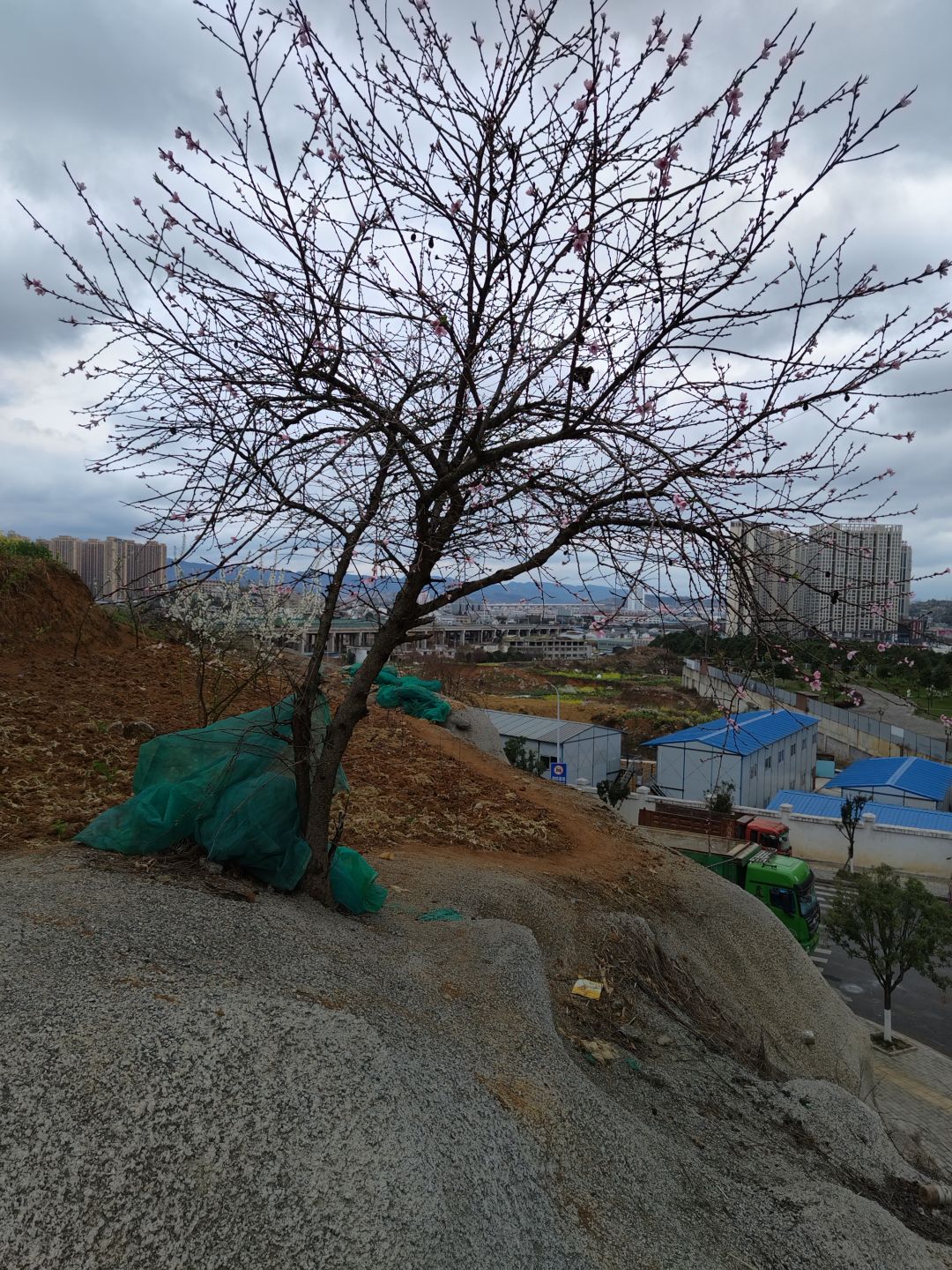 在半山腰上开满了桃花 2