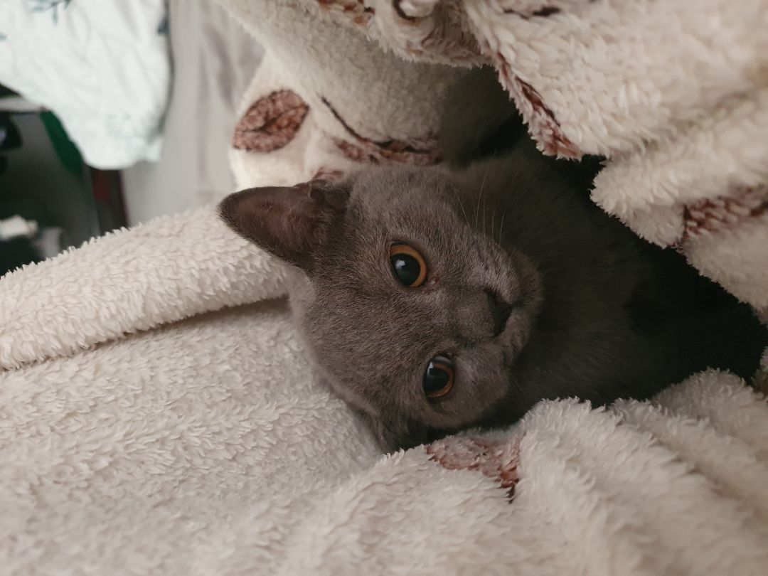 猫猫嘿嘿 3