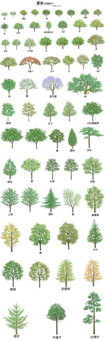 【夏季树种图鉴】(2023.2.13更）