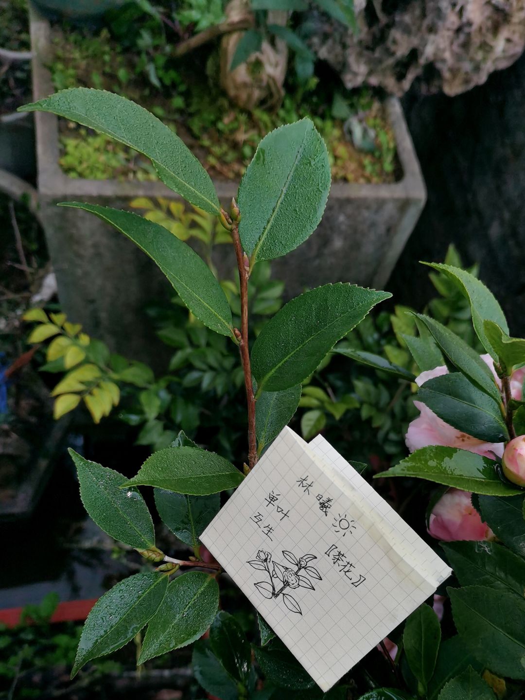 植物观察·叶 1