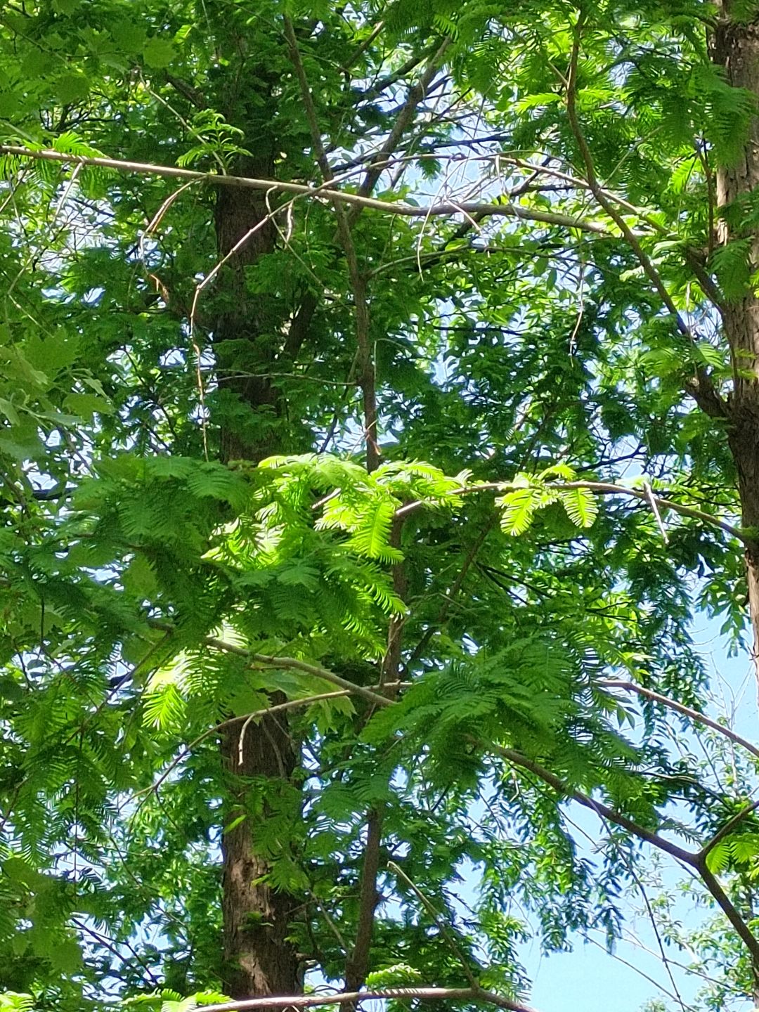 泉城公园的水杉林 2
