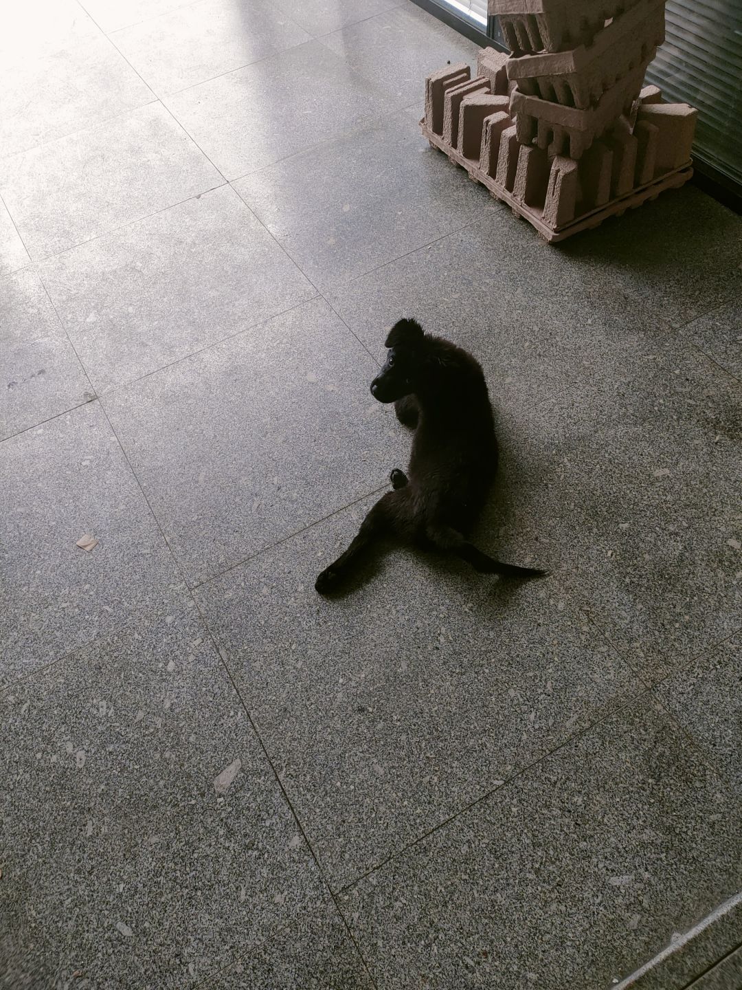 美狗计,欢迎少侠来萌新村 1