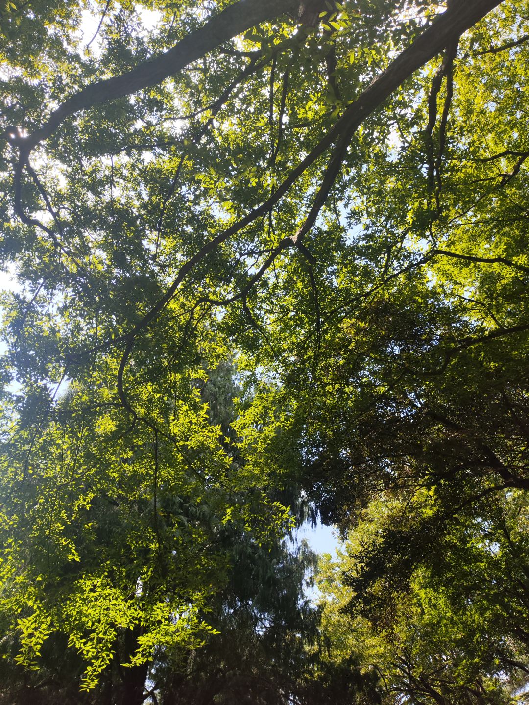 鹅耳枥 2