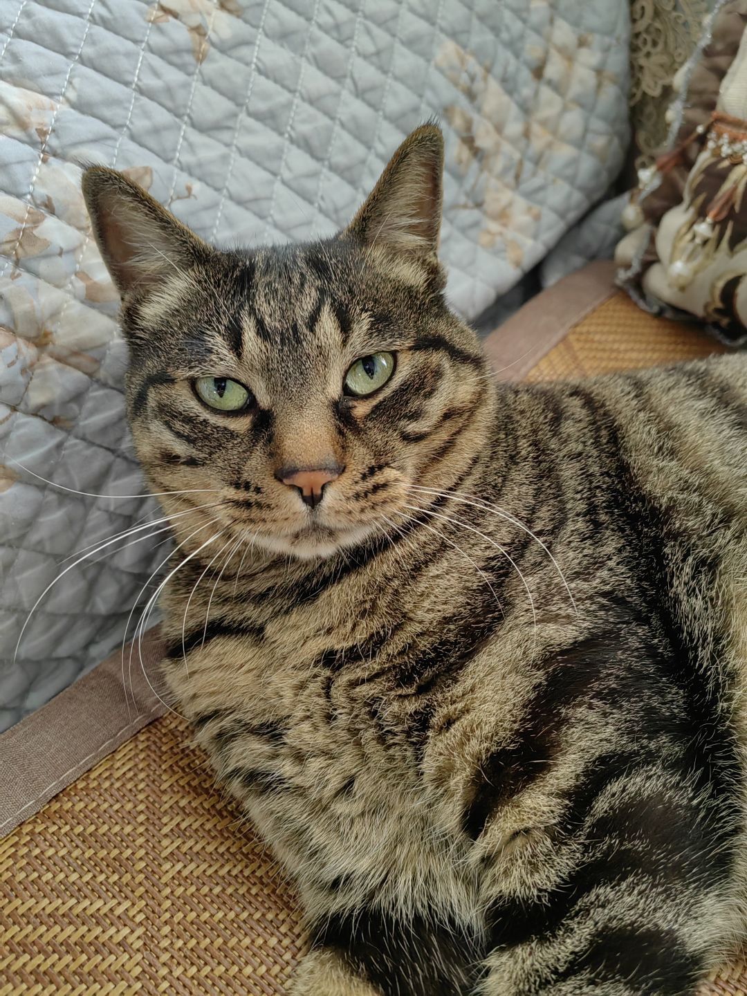 给大家看看我的呆猫猫🥰 3