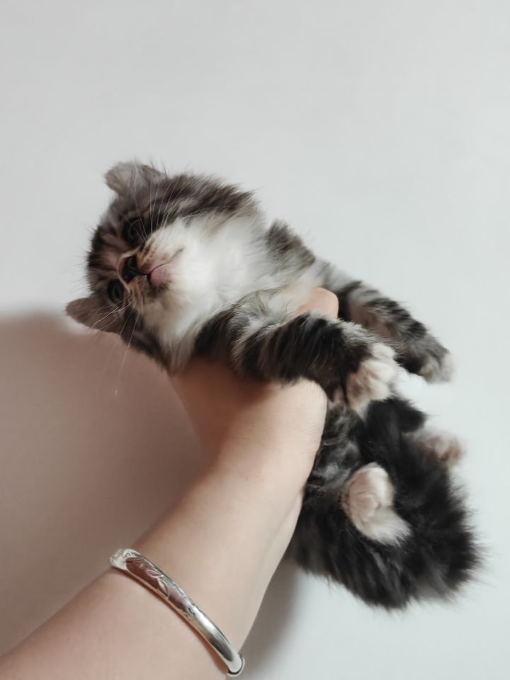 送个猫家人们截图
