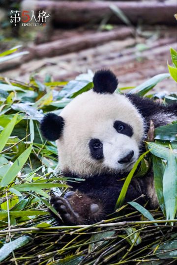 五五的生日派对返图来咯！熊生赢家的生日安排：
享用丰富的生日大餐√
接收熊猫伙伴们的祝福√
挖煤挖煤挖煤√
#大熊猫五五生日快乐##第五人格#