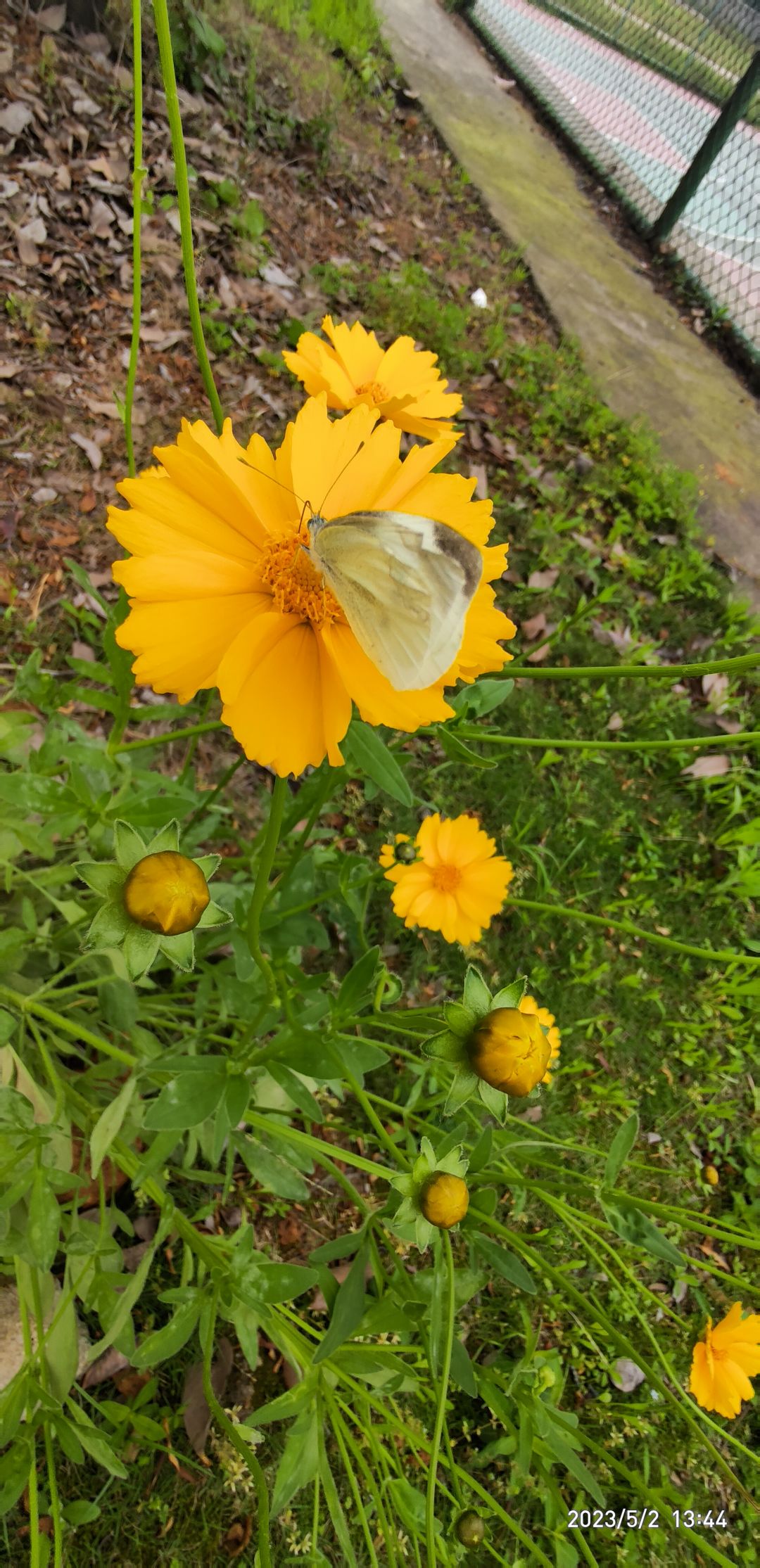 甲虫蝴蝶蜜蜂 2