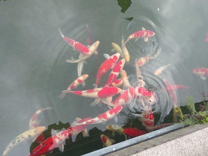 有没有一年以上才开一次新服的手游？截图