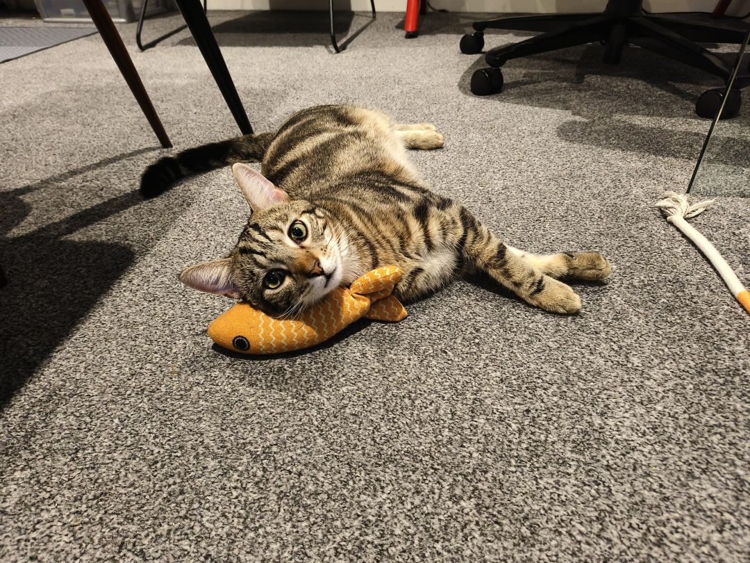 小猫枕小鱼枕头🥰 1