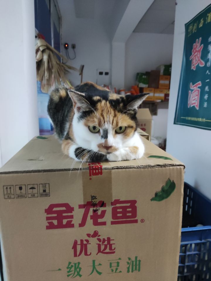 传世手游截图