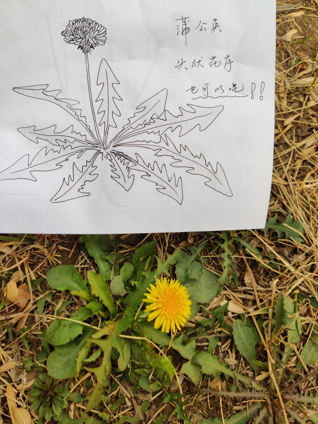 野花🌸写真:能吃的不能吃的都是好花花 2
