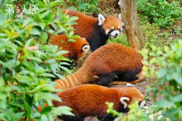 这里是前线传来的“添玉”、“添奇”、“添舞”和“添宝” 四宝生日派对照！ 过生日当然要吃夏日果果冰蛋糕啦~ 点击图片，感受近距离的萌动袭击！ #小熊猫四胞胎 ​​​#第五人格 #玉奇舞宝生日快乐