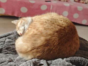 受自己上一个搞笑身份的启发，设计一个类似预言家的身份--太卜