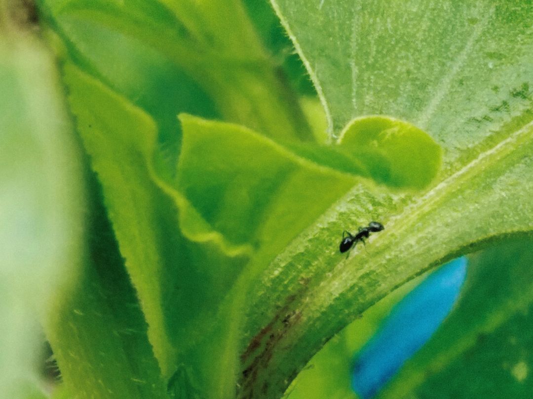 ⚠蚂蚁警告🐜 8