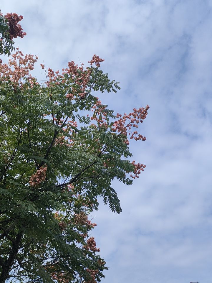 栾树截图