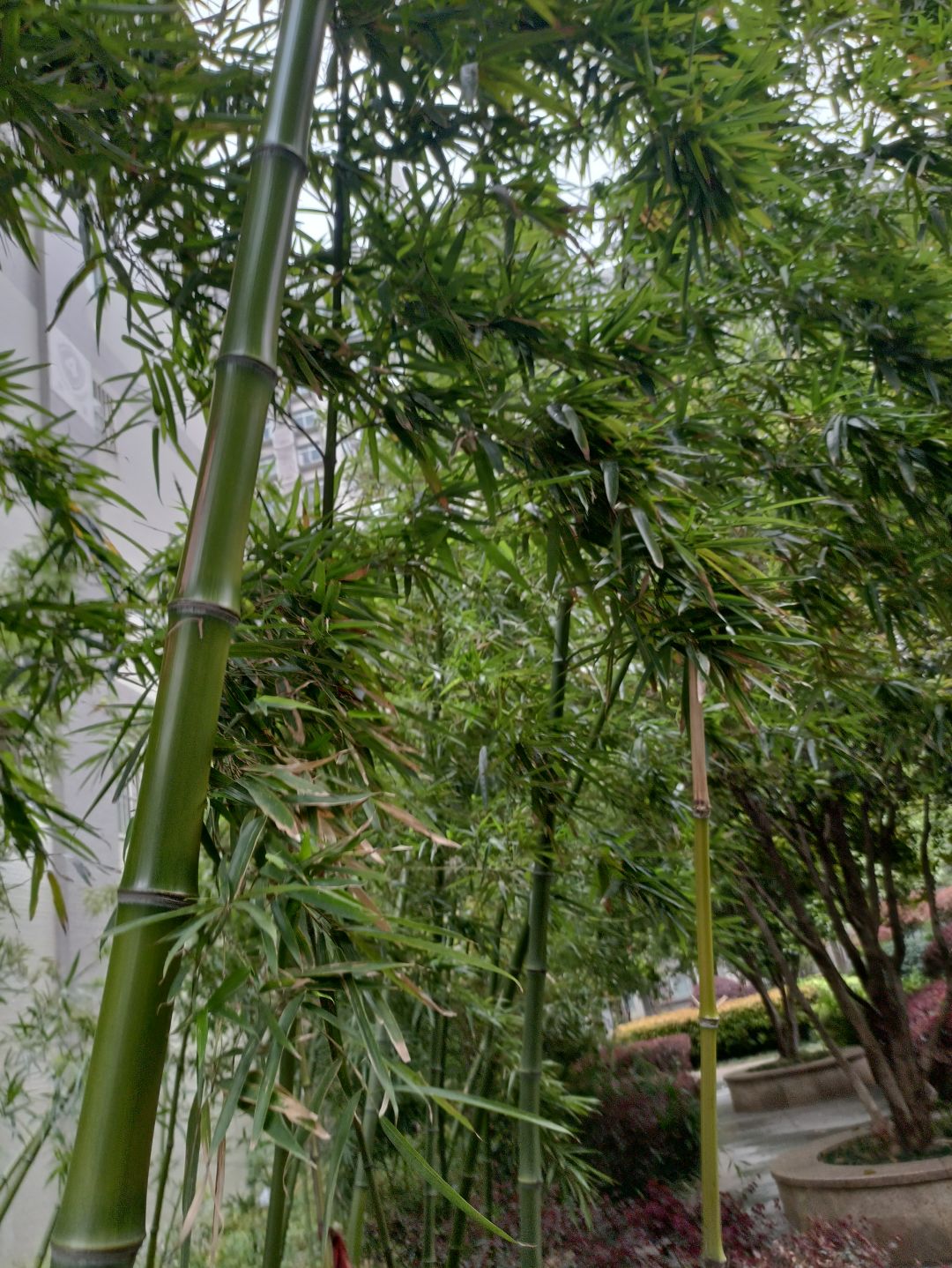 在外面瞎逛拍的花花草草~ 1