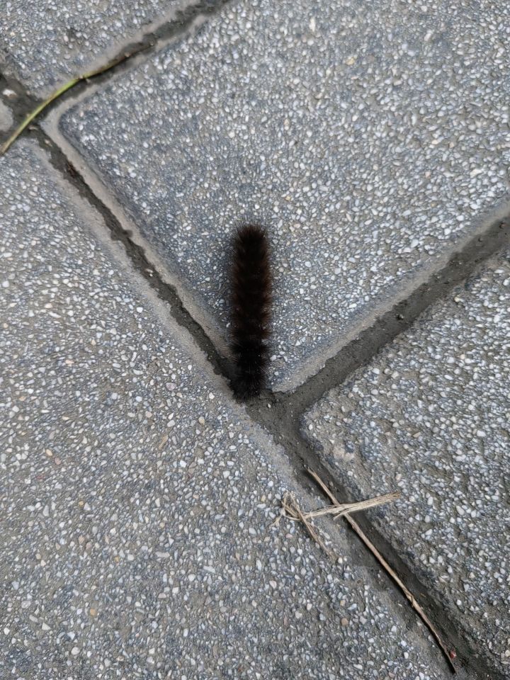 还是原汁原味的召与合成吗？截图