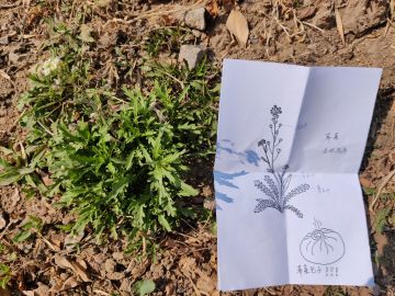 野花🌸写真：能吃的不能吃的都是好花花