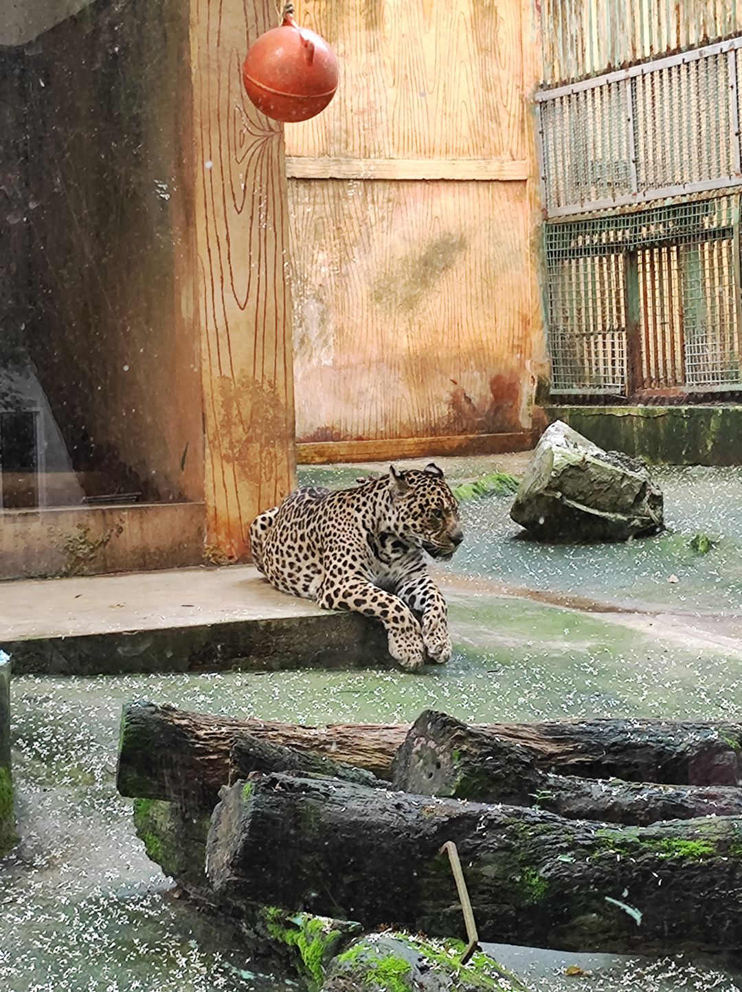 想要黑猴 1