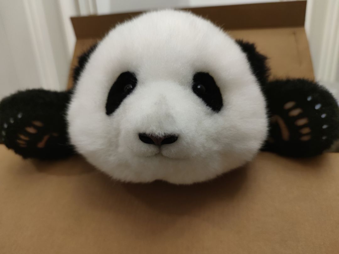 终于欧一回了 2