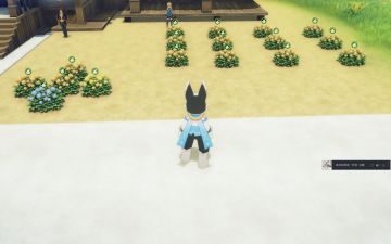 《吧内直播》懒人式家园花朵培育-顶价紫花篇