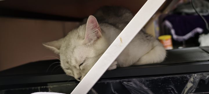复活吧，我的狩猎！截图