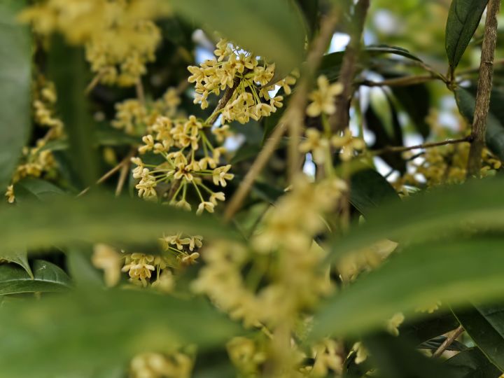 又是一年桂花香截图