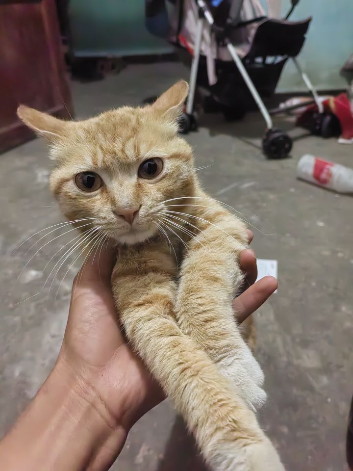猫截图