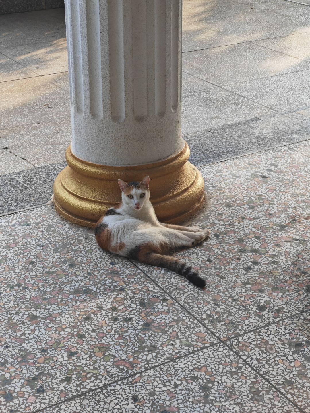有没有什么头猪? 1