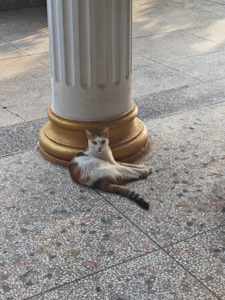 有没有什么头猪?截图
