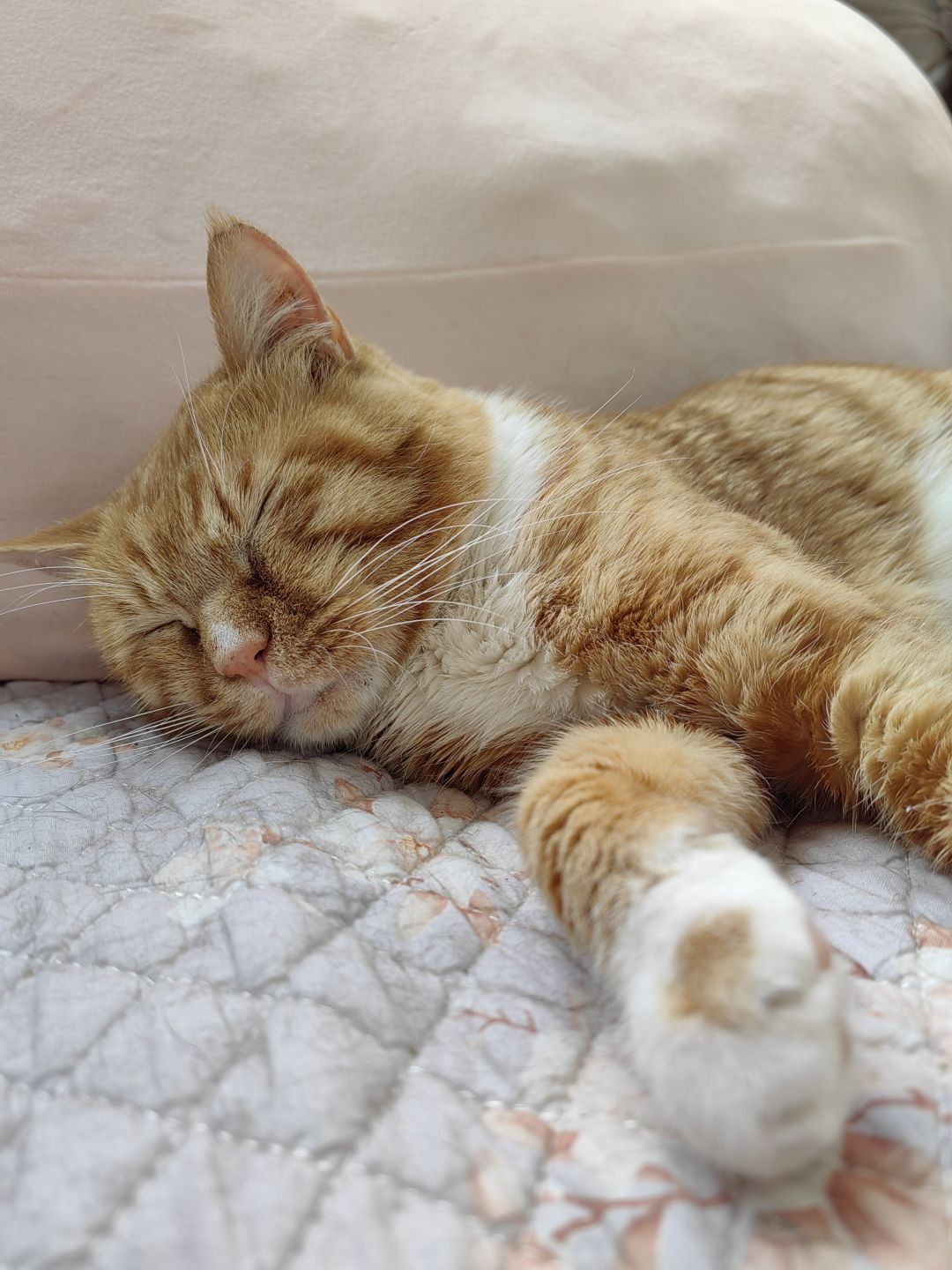 最近好忙好忙,发一期我的猫猫🐱 1