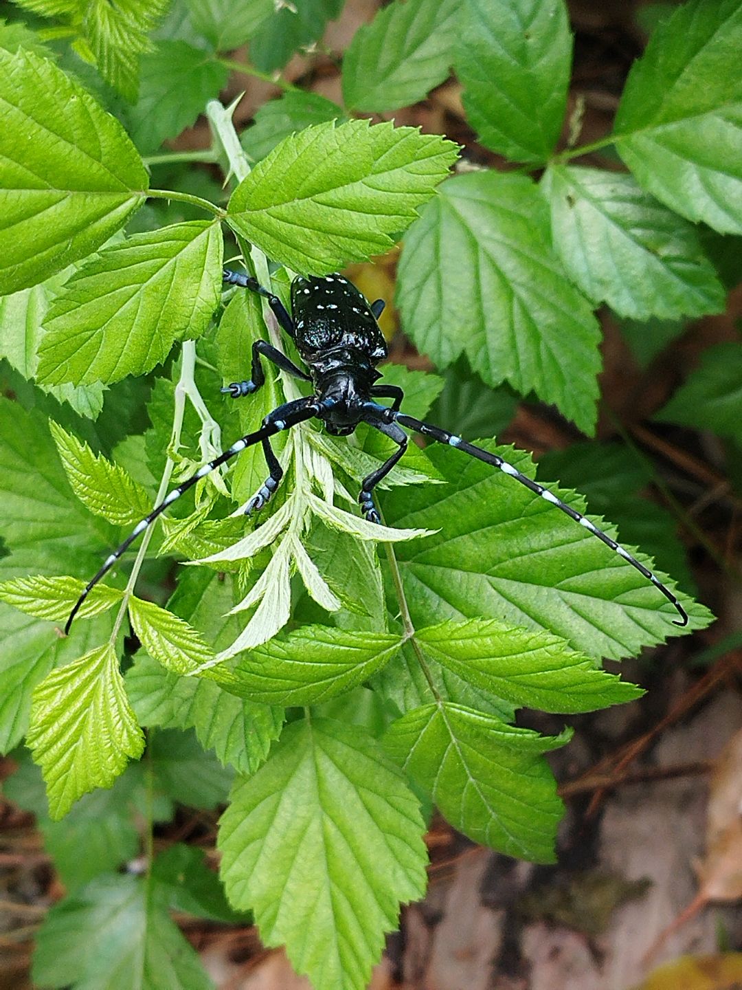 夏日活动⚠️昆虫警告【种类有点多标题写不下】 5