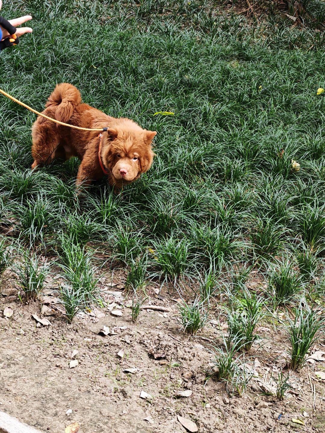散步偶遇现实版五红犬 1