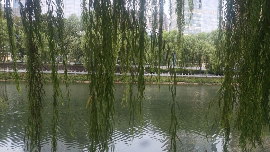 超级喜欢这样的氛围,流水,杨柳,秋风 2