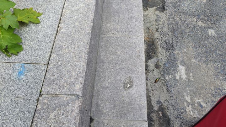 ⚠昆虫警告：本帖内含昆虫图片截图