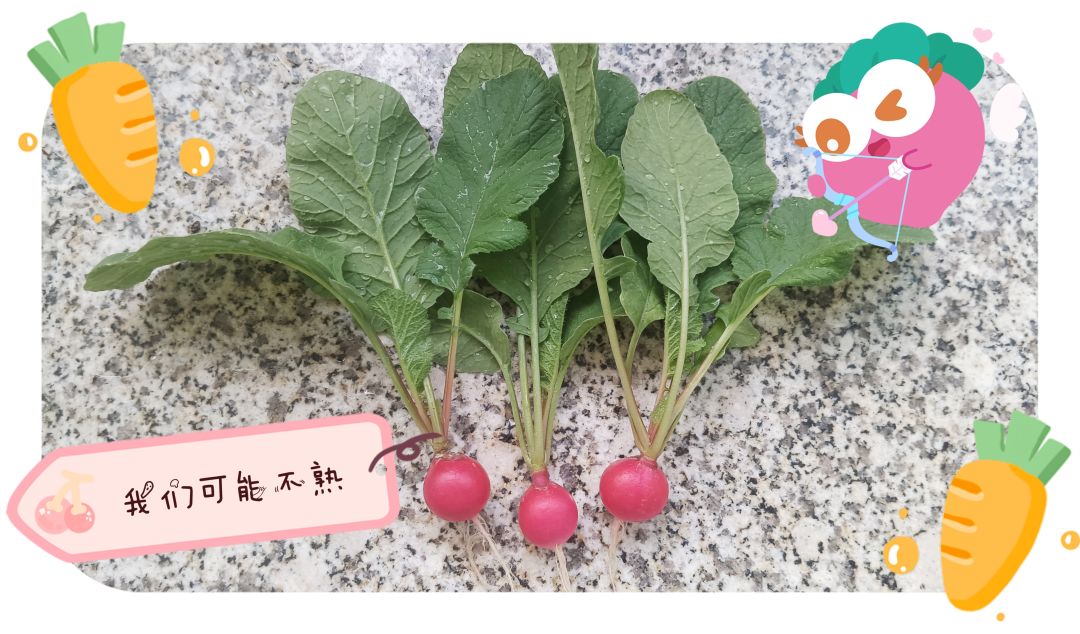 入秋后种下的樱桃萝卜 4