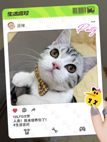 最萌猫猫投票！排名第一的小猫今晚开罐头~