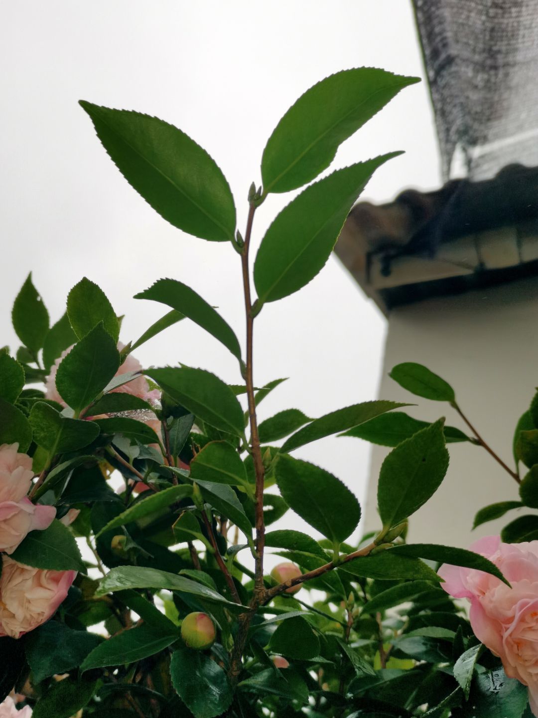 植物观察·叶 2