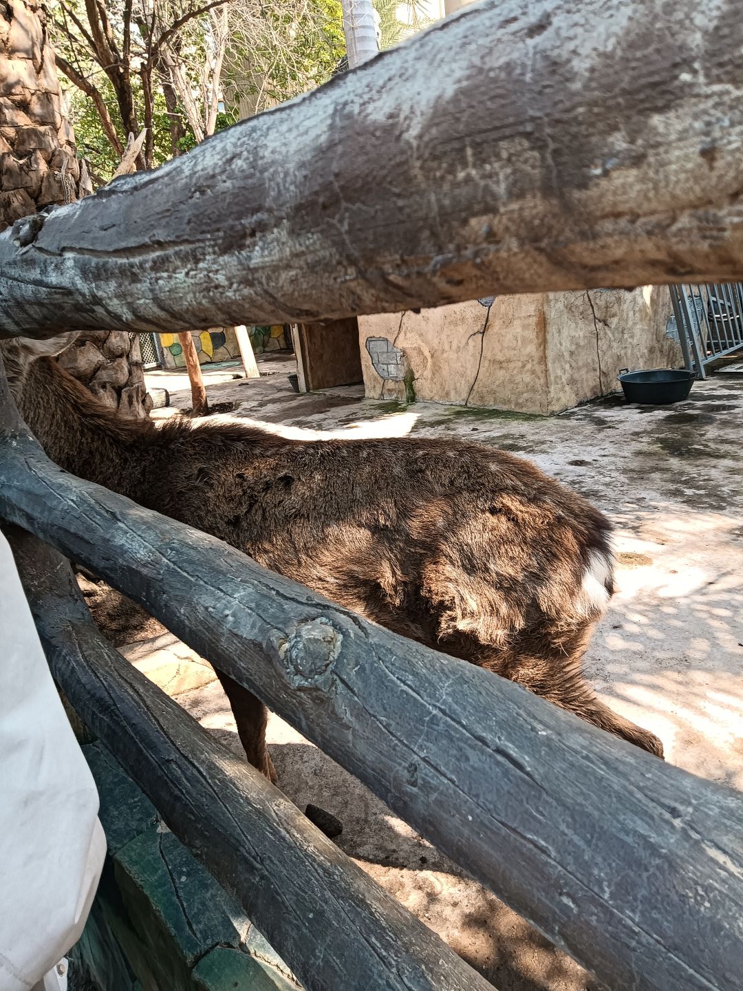 出生岛 4