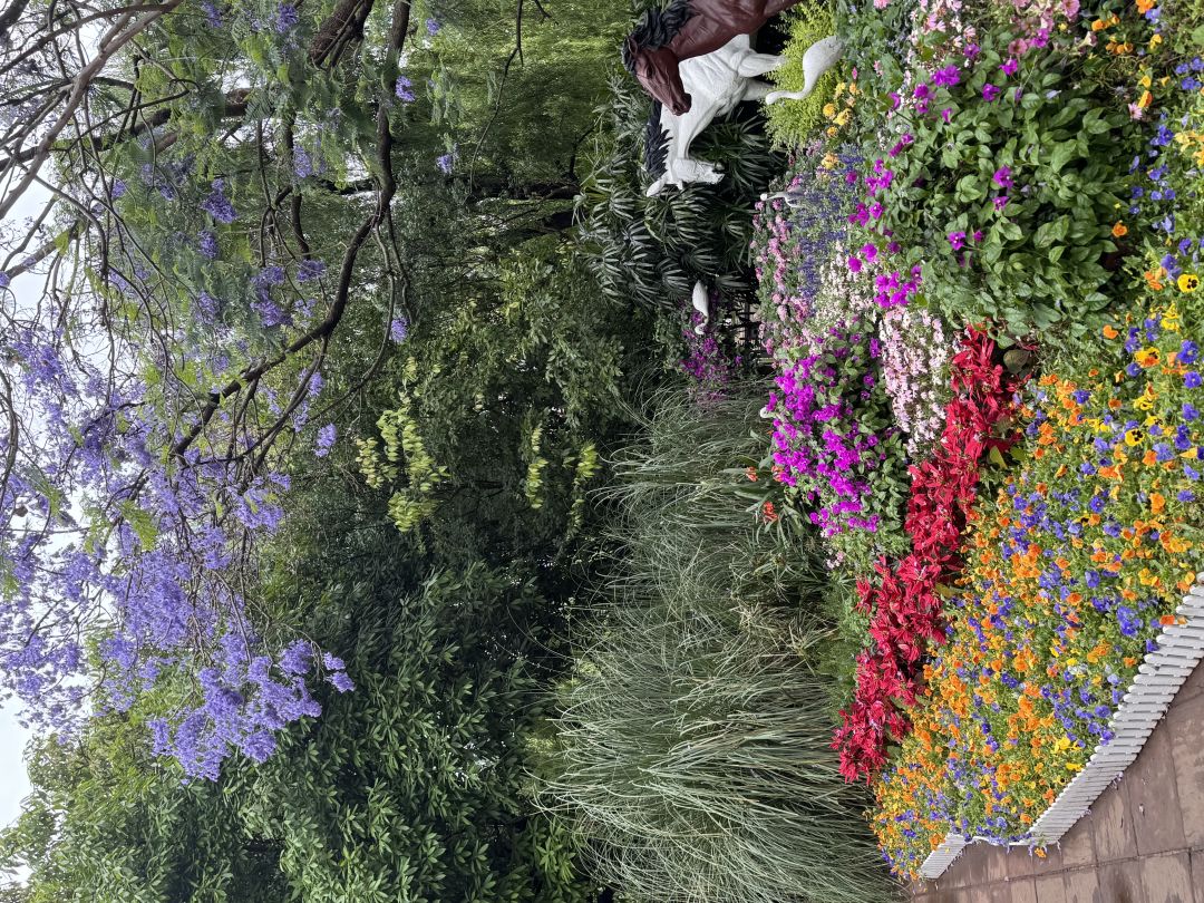 蓝楹花 1