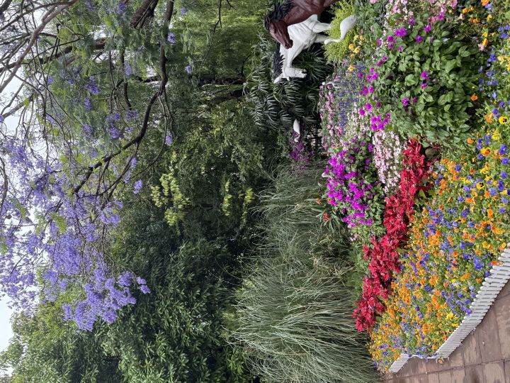蓝楹花截图