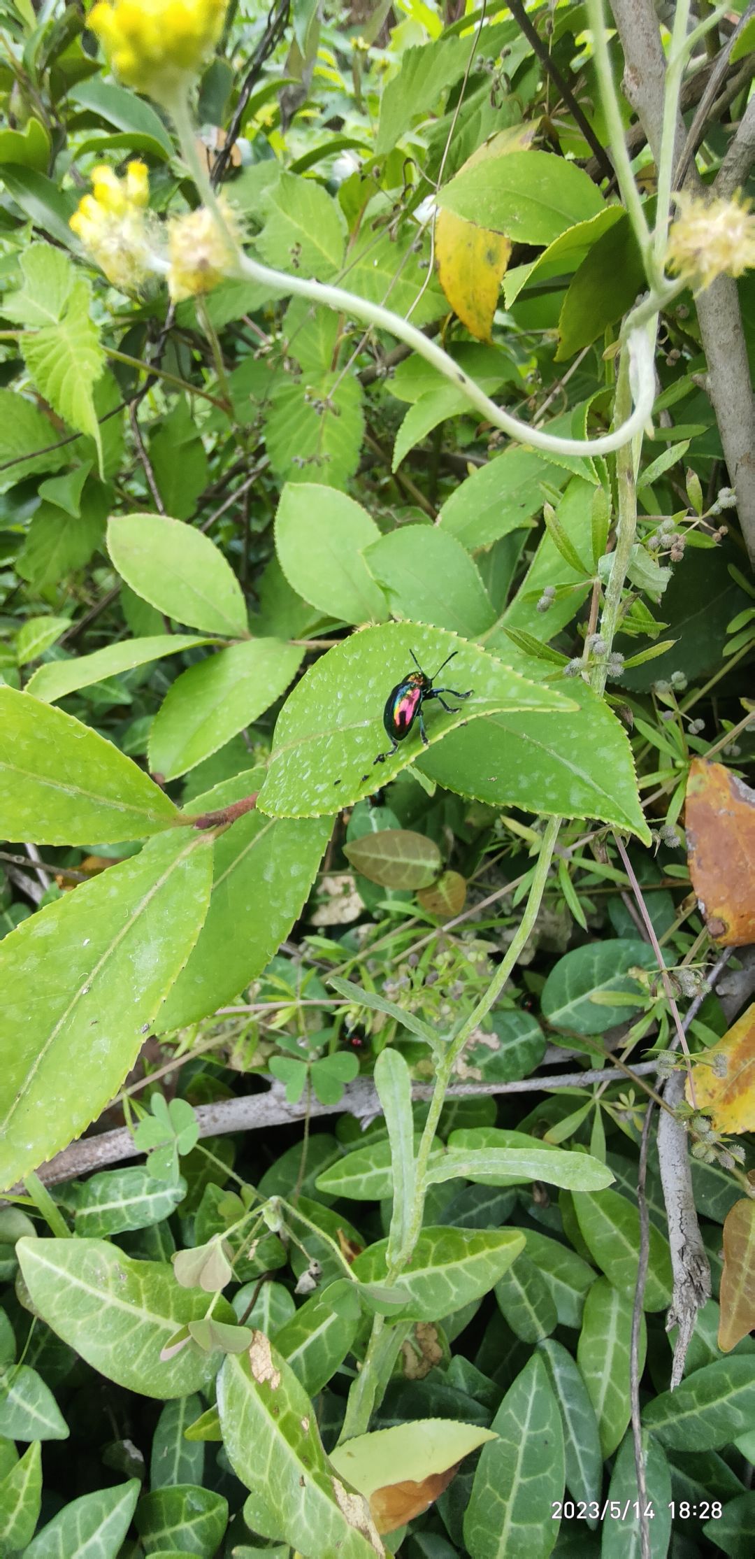 甲虫蝴蝶蜜蜂 1