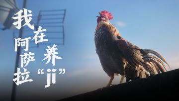 今天星期四，我在阿萨拉养“ji”...