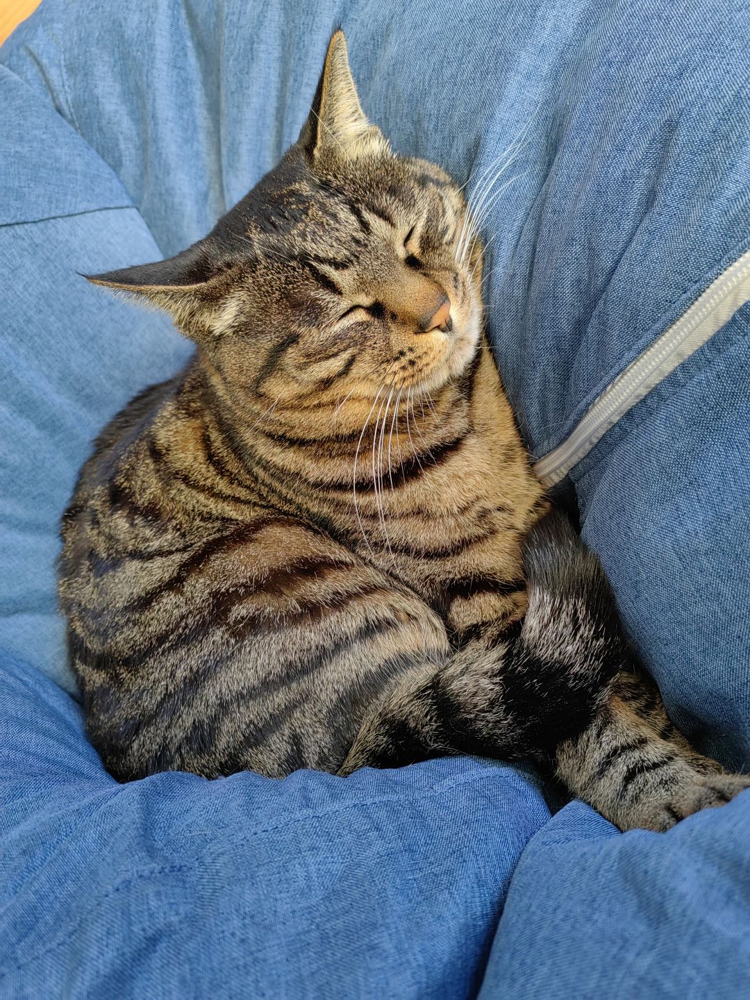 再给大家看看我的猫猫😍 1