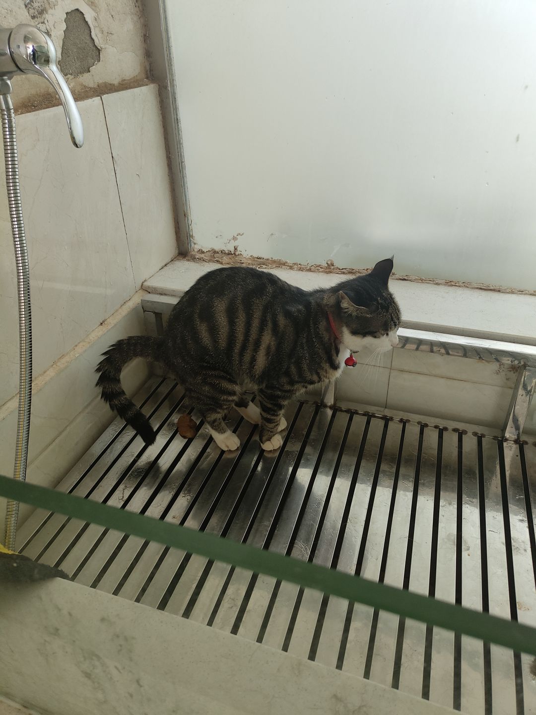 找到了猫 1