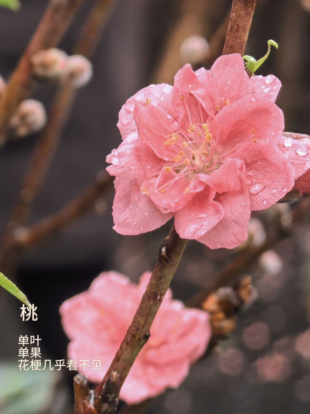 春季活动🌸妙手拍花 3