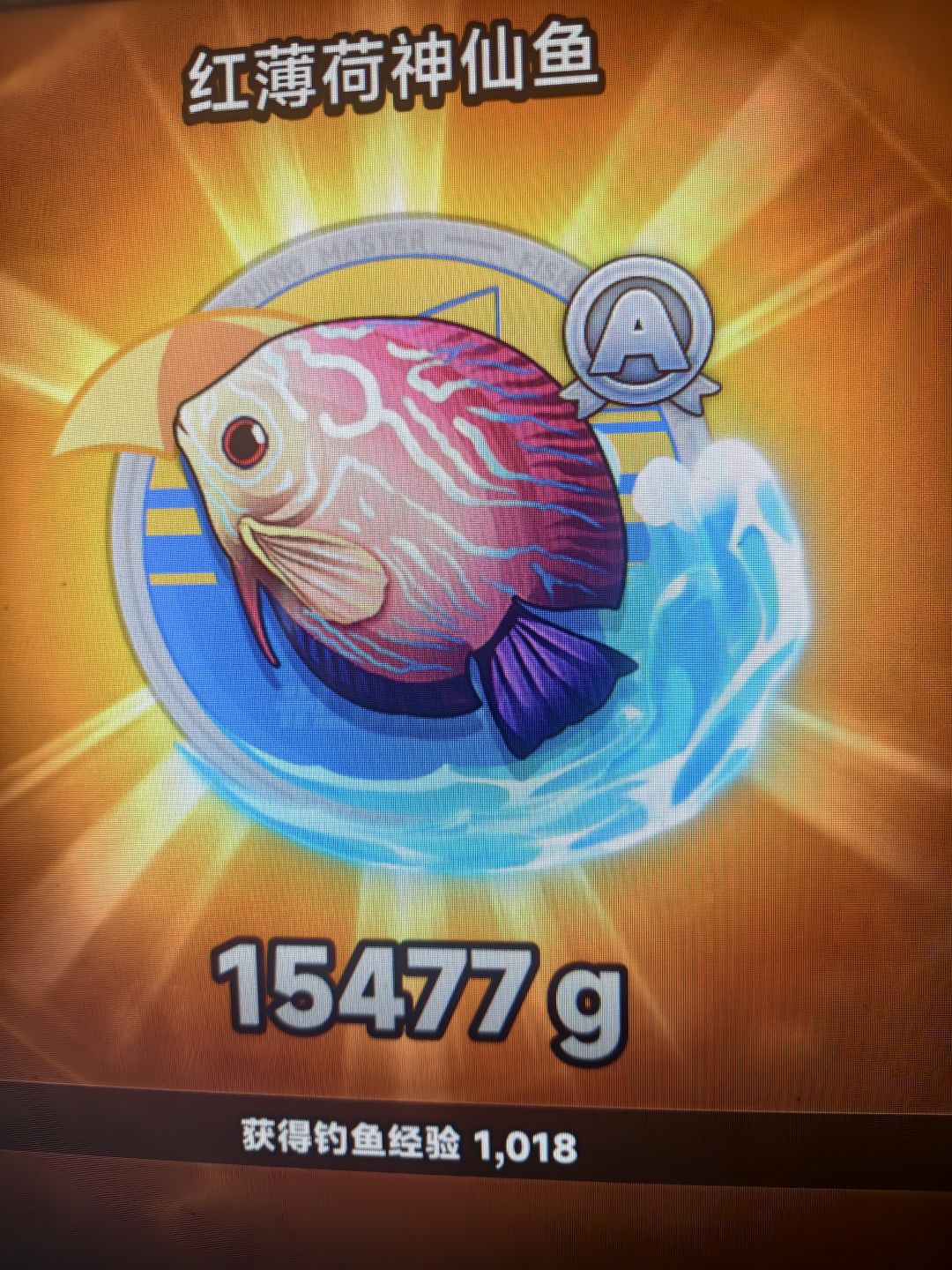 今天鱼获 3