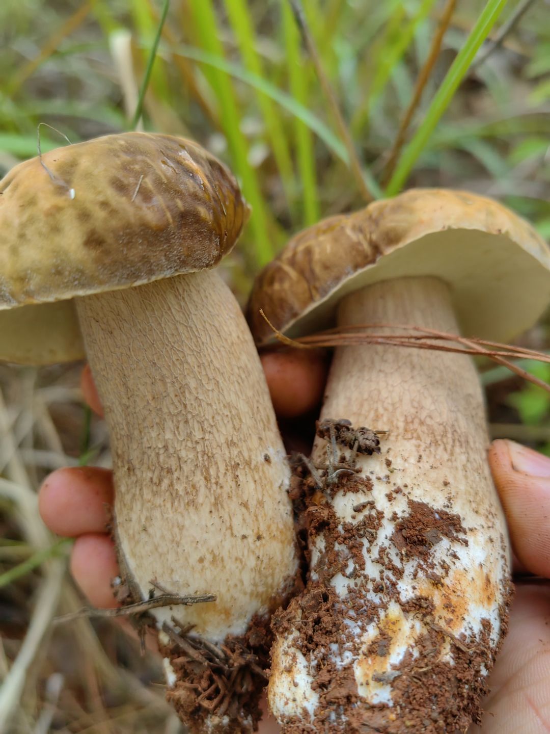 捡菌生活! 3